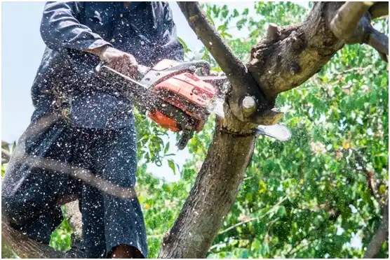 tree services Fries